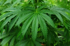 cannabis-sativa-plant_CreativeCommonsCC0